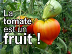 La tomate est un fruit